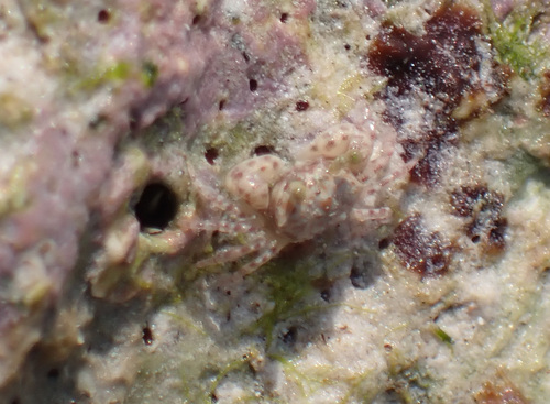 Chaenostoma crassimanus (Chaenostoma crassimanus)
