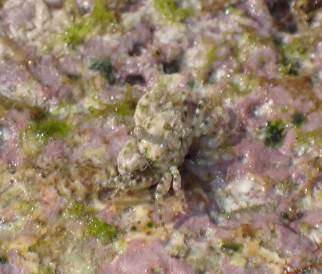 Chaenostoma crassimanus