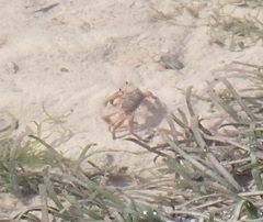 Macrophthalmus milloti