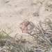 Macrophthalmus milloti