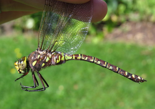 Variable Darner