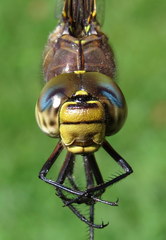 Aeshna interrupta interrupta