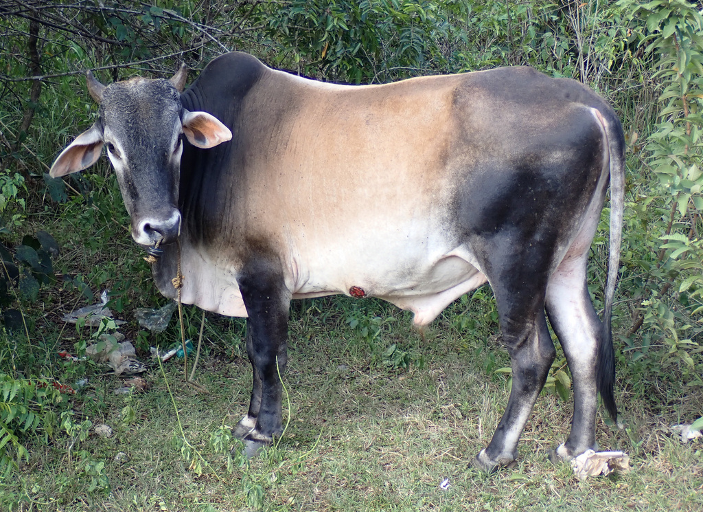 Zebu Bos indicus iNaturalist