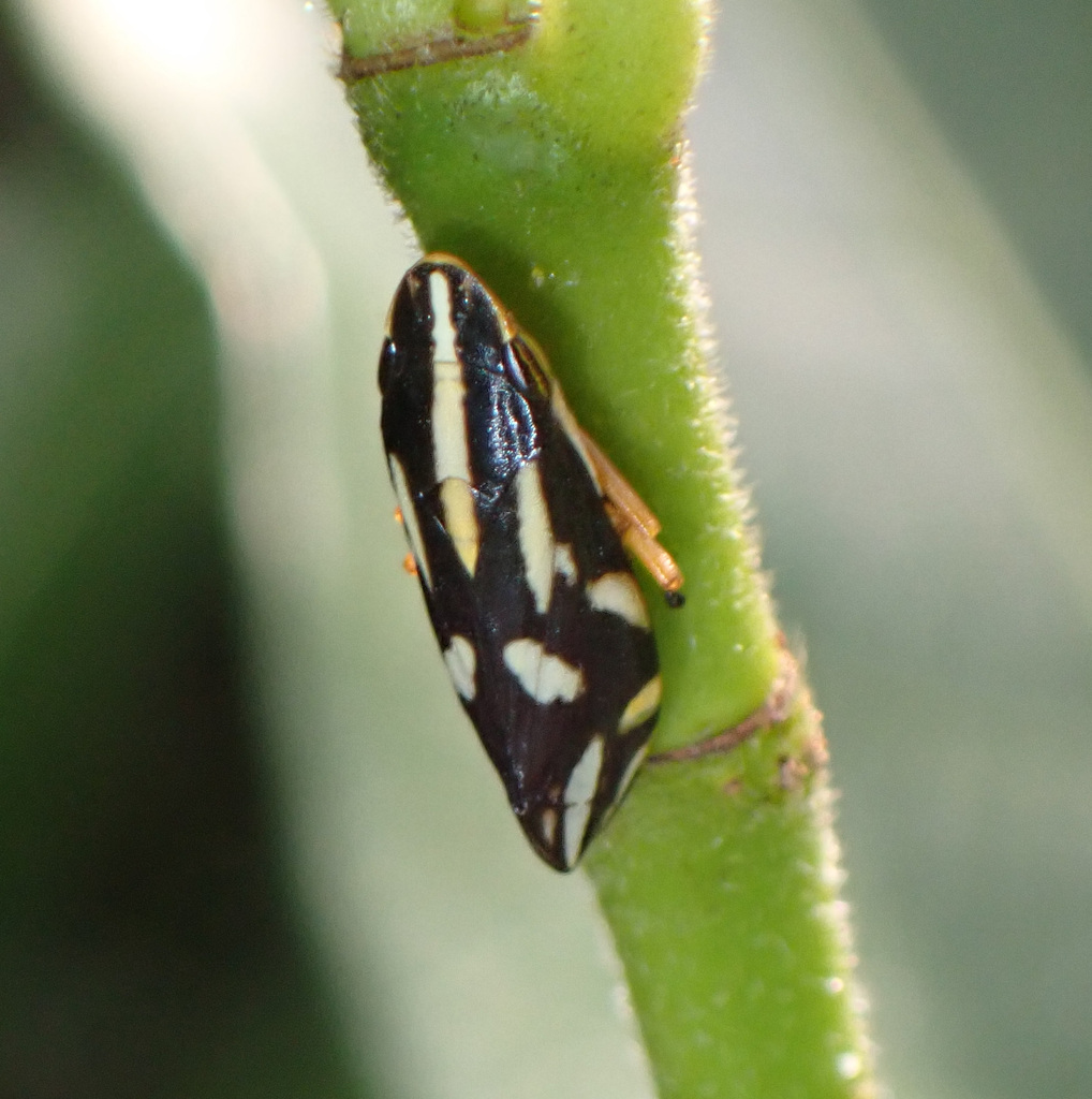 Clovia vitticeps