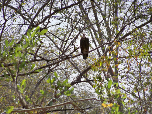 Hooded Vulture