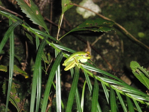 Queimado Tree Frog