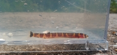 Malayan Loach photo 3
