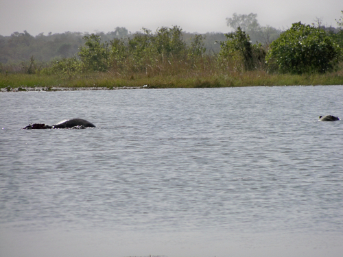 Common Hippopotamus