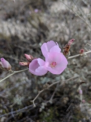 Malacothamnus gracilis