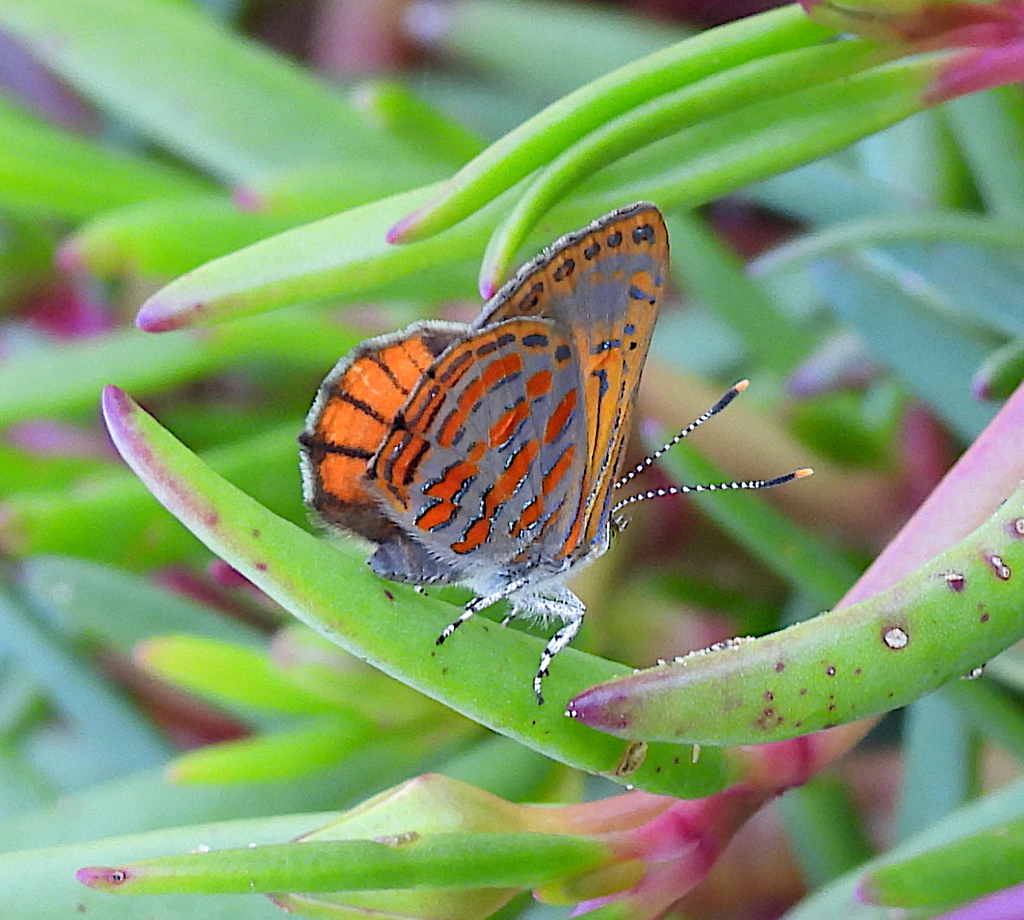 Copper Jewel from Nudgee Beach Reserve, Brisbane QLD, Australia on