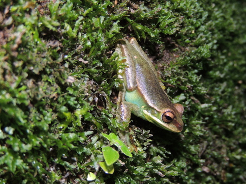 Queimado Tree Frog, Boana poaju