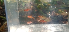 Dwarf Rasbora photo 4