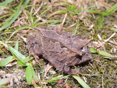 Cedros Smooth Horned Frog, Proceratophrys subguttata