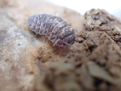 Porcellium fiumanum