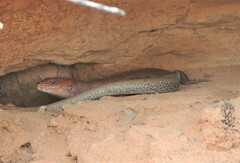 Centralian Ranges Rock-Skink photo 4