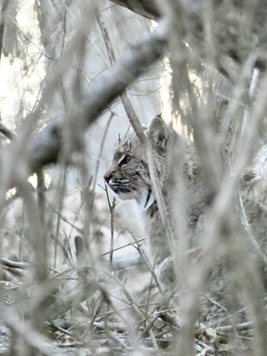Eastern Bobcat photographed in Connecticut