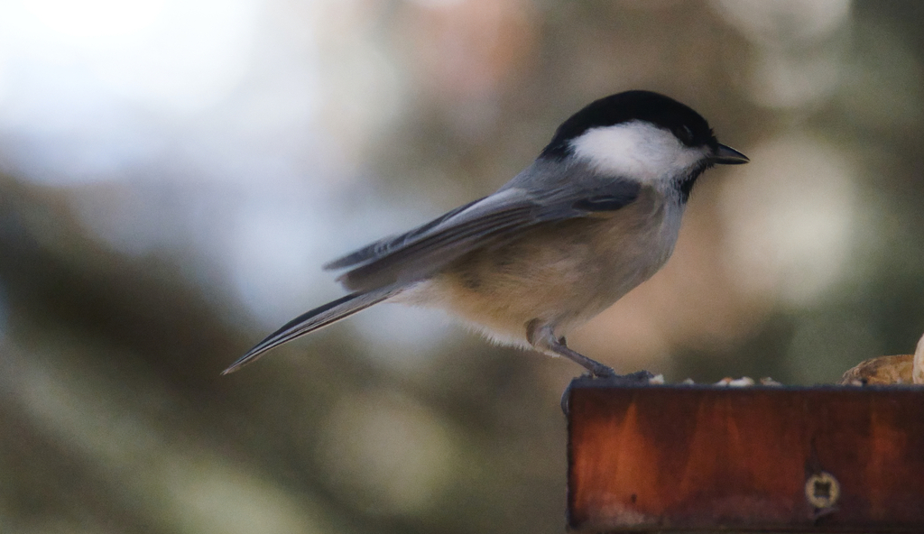 Willow Tit from 82467 Garmisch-Partenkirchen, Germania on 04 January ...