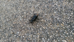 Coelocnemis dilaticollis