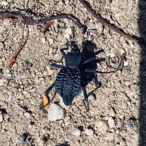 Philolithus aegrotus