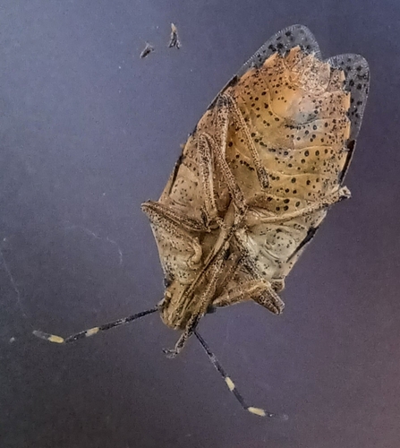 Photo of Mottled Stink Bug (Rhaphigaster nebulosa)