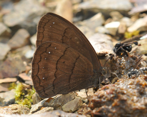 Forsterinaria inornata