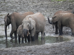 Loxodonta cyclotis