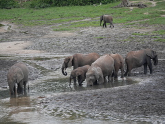 Loxodonta cyclotis