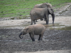 Loxodonta cyclotis