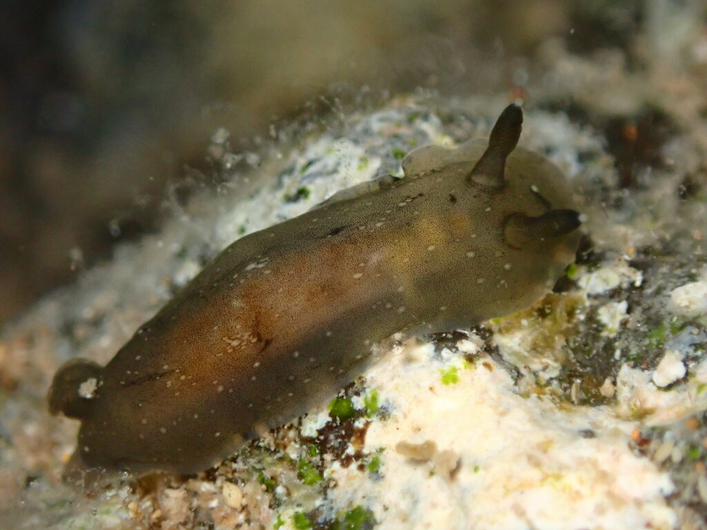 White-spotted Sucking Dorid