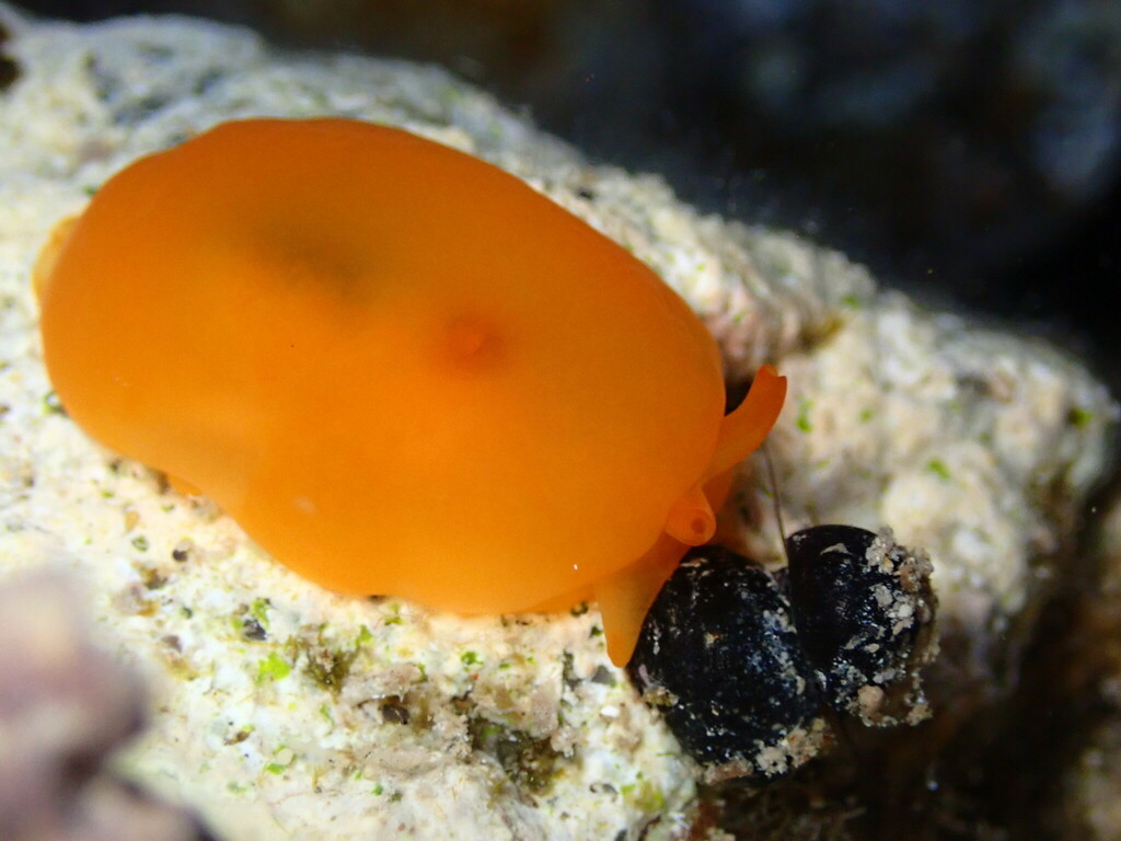 Orange Gumdrop