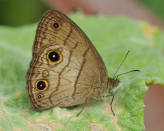 Hermeuptychia harmonia