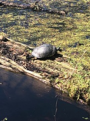 Pseudemys peninsularis