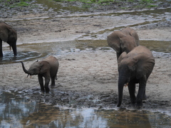 Loxodonta cyclotis