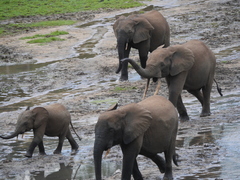 Loxodonta cyclotis