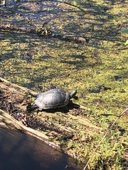 Pseudemys peninsularis