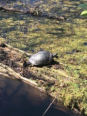 Pseudemys peninsularis