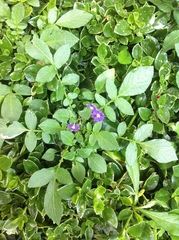 Solanum demissum