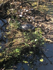 Pseudemys peninsularis