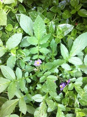 Solanum demissum