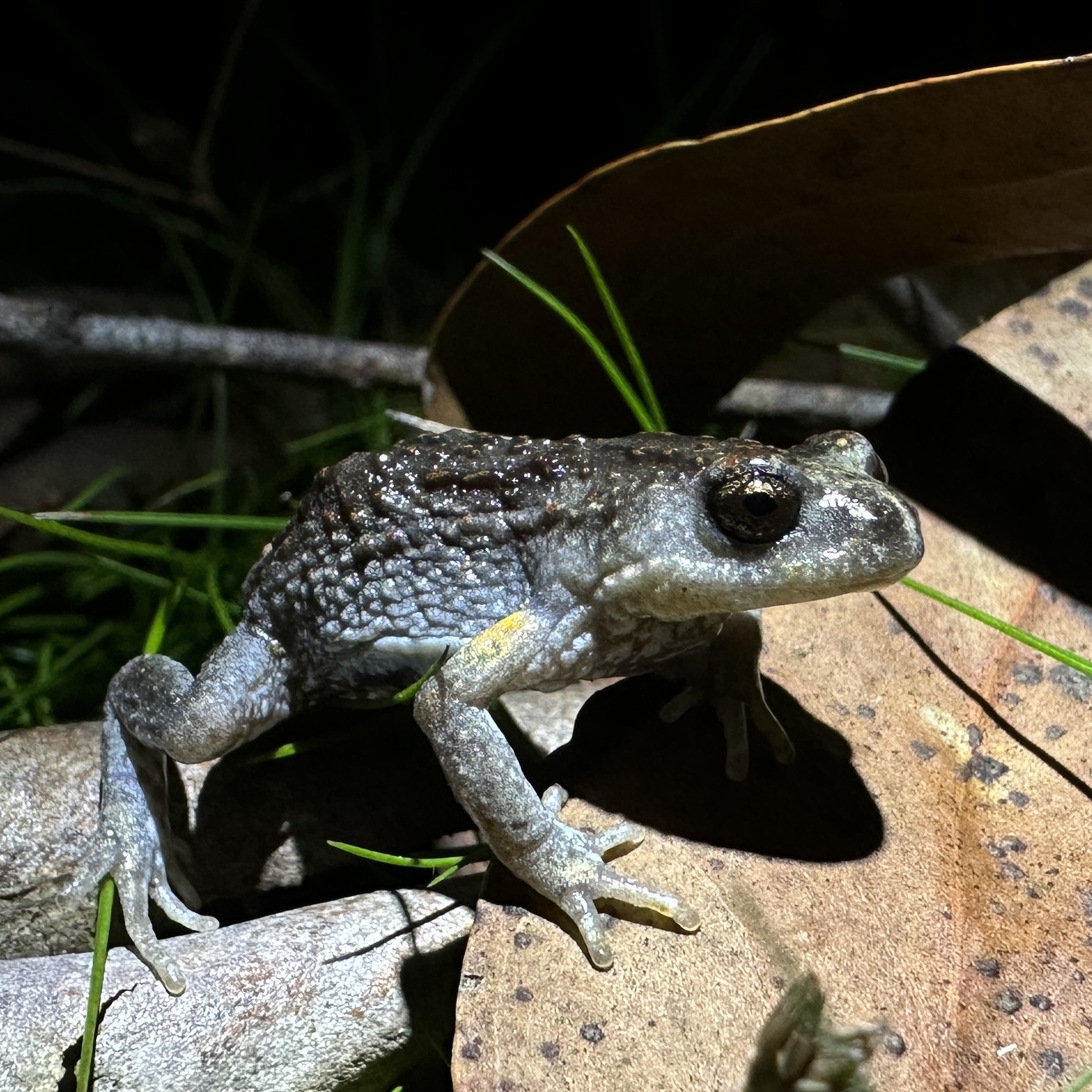 Pseudophryne bibronii Günther, 1859