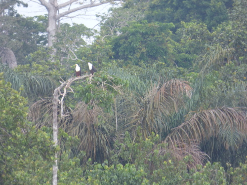 African Fish-Eagle