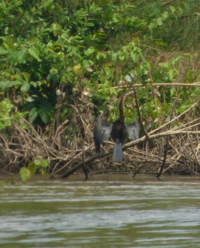 African Darter
