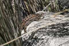 Sceloporus bicanthalis