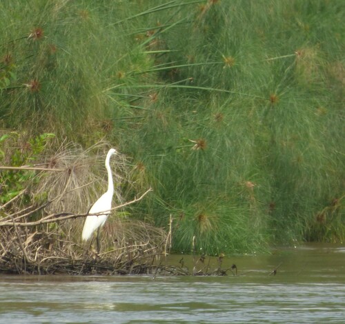 Great Egret