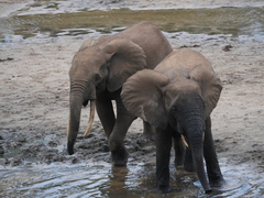 Loxodonta cyclotis