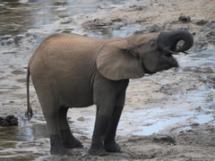 Loxodonta cyclotis
