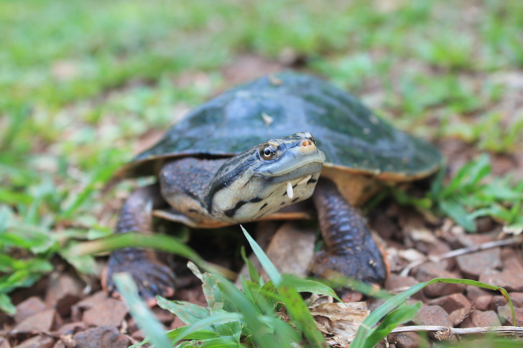 Williams' South-American Side-necked Turtle in February 2022 by Lucas ...