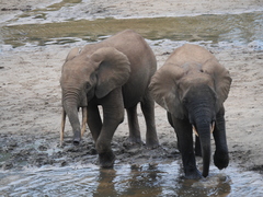 Loxodonta cyclotis