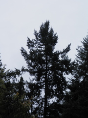 Pseudotsuga