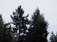 Pseudotsuga